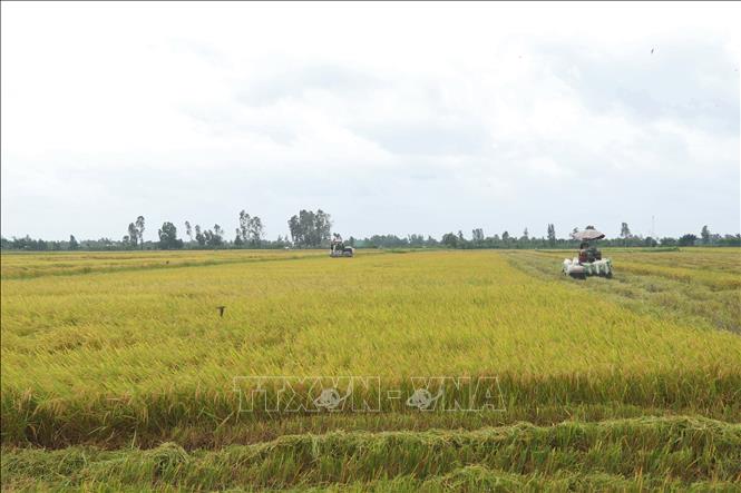 Các khâu chủ chốt như làm đất, bơm tưới và thu hoạch bằng máy gặt đập liên hợp trên địa bàn thành phố Cần Thơ đã được cơ giới hóa 100%. (Ảnh: Thu Hiền/ TTXVN)